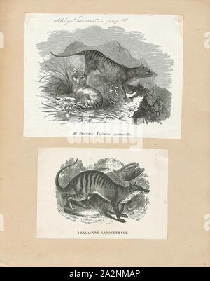Thylacinus cynocephalus, Imprimer, le thylacine (Thylacinus cynocephalus), aujourd'hui disparu, est l'un des plus grands marsupiaux carnivores connus, l'évolution d'environ 4 millions d'années. Le dernier animal vivant a été capturé en 1933 en Tasmanie. Il est communément connu sous le nom de tigre de Tasmanie en raison de son bas du dos rayé, ou le loup de Tasmanie en raison de ses caractéristiques de canidés. Il est originaire de Tasmanie, Nouvelle Guinée, et le continent australien, 1700-1880. Banque D'Images