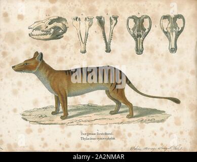 Thylacinus cynocephalus, Imprimer, le thylacine (Thylacinus cynocephalus), aujourd'hui disparu, est l'un des plus grands marsupiaux carnivores connus, l'évolution d'environ 4 millions d'années. Le dernier animal vivant a été capturé en 1933 en Tasmanie. Il est communément connu sous le nom de tigre de Tasmanie en raison de son bas du dos rayé, ou le loup de Tasmanie en raison de ses caractéristiques de canidés. Il est originaire de Tasmanie, Nouvelle Guinée, et le continent australien, 1700-1880. Banque D'Images