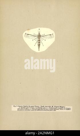 Tipula, Imprimer, Tipula est une très grande espèce d'insectes de la famille des Tipulidae. Ils sont généralement connus comme des mouches ou grue Daddy Longlegs. Dans le monde il y a bien plus d'un millier d'espèces Banque D'Images