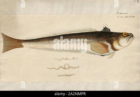 Trachinus draco, un poisson marin plus grand ou venimeux isolé sur ...