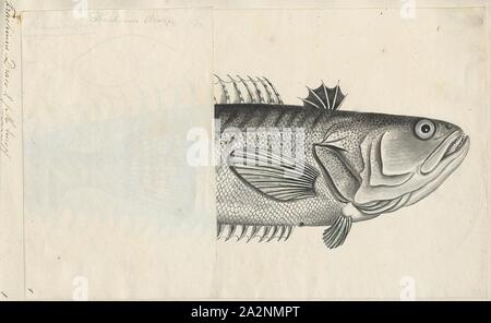 Trachinus draco, Print, plus weever (Trachinus draco, Linnaeus 1758) est un marin benthique et de fond Poissons venimeux de la famille Trachinidae. La grande weever est largement répartie le long de la côte atlantique de l'est de la Norvège au Maroc, qui s'étend jusqu'à la Méditerranée, la mer Égée et la mer Noire. Trachinus draco a lieu au niveau des profondeurs de l'eau peu profonde à -150 mètres où elle habite principalement de sable boueux ou motifs. Trachinus draco est surtout et notoirement connu pour ses épines venimeuses qui peuvent infliger des blessures graves sur l'homme par piqûre accidentelle Banque D'Images