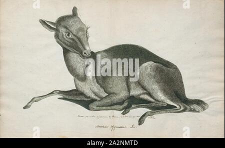 Tragulus pygmaeus, Imprimer, Tragulus est une espèce d'ongulés artiodactyles (à dans la famille Tragulidae qui sont connus comme souris-deer. Dans l'Antiquité grecque (τράγος tragos) signifie un bouc, tandis que l'Amérique diminutif -ulus signifie 'Tiny'. Avec un poids de 0,7 à 8,0 kg (1,5 à 17,6 lb) et d'une longueur de 40 à 75 cm (16 à 30 po), ils sont les plus petits ongulés dans le monde, bien que les plus grandes espèces de cerfs-souris dépasser certaines espèces d'antilopes Neotragus dans la taille. La souris-deer sont limités en Asie du sud-est de loin le sud de la Chine du sud (Yunnan) aux Philippines (Balabac) et Java. À la suite des récentes en matière de taxonomie Banque D'Images