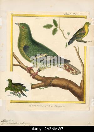 Treron australis, Imprimer, le malgache (Treron australis pigeon vert) est une espèce de passereau de la famille des Columbidés. Il est à l'ouest de Madagascar, des Comores, et Mayotte. Le taxon griveaudi, par la plupart des autorités considérées comme une sous-espèce du pigeon vert de Madagascar, est parfois considérée comme une espèce distincte, les Comores green pigeon (Treron comorensis). Habitat Son habitat naturel est les forêts sèches subtropicales ou tropicales et subtropicales ou tropicales forêt., 1700-1880 Banque D'Images