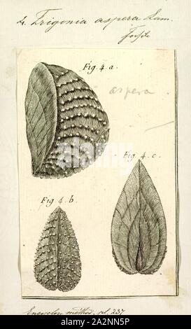 Trigonia aspera, Print, diagramme de Trigonia costata James Parkinson, montrant les caractéristiques morphologiques de l'extérieur du shell;a) Partie antérieure ; p) ; d) postérieure ; dorsale ventrale v) ; f) ; A) Zone ; c) ; mc costae) CarinaTrigonia costata Marginal varie de l'Jurassique inférieur (Toarcien) au Jurassique (Callovien).. Trigonia est un genre de palourdes, d'eau salée marine fossile mollusque bivalve de la famille des Trigoniidae. La plage fossile du genre s'étend sur le paléozoïque, mésozoïque et cénozoïque du Paléocène, de 298 à 56 Ma Banque D'Images