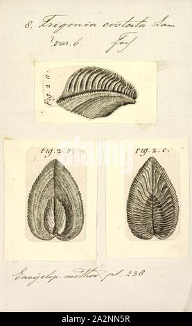 Trigonia costata, Imprimer, diagramme de Trigonia costata James Parkinson, montrant les caractéristiques morphologiques de l'extérieur du shell;a) Partie antérieure ; p) ; d) postérieure ; dorsale ventrale v) ; f) ; A) Zone ; c) ; mc costae) CarinaTrigonia costata Marginal varie de l'Jurassique inférieur (Toarcien) au Jurassique (Callovien).. Trigonia est un genre de palourdes, d'eau salée marine fossile mollusque bivalve de la famille des Trigoniidae. La plage fossile du genre s'étend sur le paléozoïque, mésozoïque et cénozoïque du Paléocène, de 298 à 56 Ma Banque D'Images