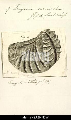 Trigonia navis, Print, diagramme de Trigonia costata James Parkinson, montrant les caractéristiques morphologiques de l'extérieur du shell;a) Partie antérieure ; p) ; d) postérieure ; dorsale ventrale v) ; f) ; A) Zone ; c) ; mc costae) CarinaTrigonia costata Marginal varie de l'Jurassique inférieur (Toarcien) au Jurassique (Callovien).. Trigonia est un genre de palourdes, d'eau salée marine fossile mollusque bivalve de la famille des Trigoniidae. La plage fossile du genre s'étend sur le paléozoïque, mésozoïque et cénozoïque du Paléocène, de 298 à 56 Ma Banque D'Images