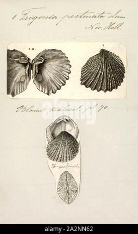 Trigonia pectinata, Print, Schéma de Trigonia costata James Parkinson, montrant les caractéristiques morphologiques de l'extérieur du shell;a) Partie antérieure ; p) ; d) postérieure ; dorsale ventrale v) ; f) ; A) Zone ; c) ; mc costae) CarinaTrigonia costata Marginal varie de l'Jurassique inférieur (Toarcien) au Jurassique (Callovien).. Trigonia est un genre de palourdes, d'eau salée marine fossile mollusque bivalve de la famille des Trigoniidae. La plage fossile du genre s'étend sur le paléozoïque, mésozoïque et cénozoïque du Paléocène, de 298 à 56 Ma Banque D'Images