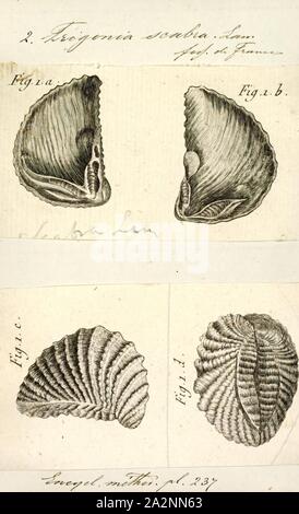 Trigonia scabra, Imprimer, diagramme de Trigonia costata James Parkinson, montrant les caractéristiques morphologiques de l'extérieur du shell;a) Partie antérieure ; p) ; d) postérieure ; dorsale ventrale v) ; f) ; A) Zone ; c) ; mc costae) CarinaTrigonia costata Marginal varie de l'Jurassique inférieur (Toarcien) au Jurassique (Callovien).. Trigonia est un genre de palourdes, d'eau salée marine fossile mollusque bivalve de la famille des Trigoniidae. La plage fossile du genre s'étend sur le paléozoïque, mésozoïque et cénozoïque du Paléocène, de 298 à 56 Ma Banque D'Images