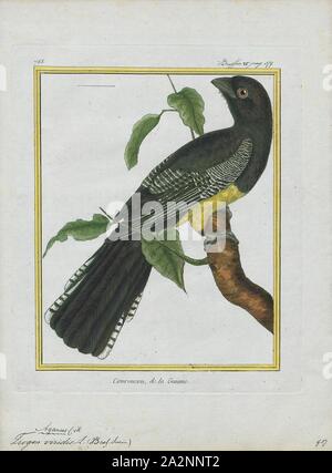 Trogon viridis, Imprimer, le vert (trogon Trogon viridis), également connu sous le nom de blanc d'amazonie trogon à queue, est une espèce de passereau de la proche famille trogon. On la trouve dans les forêts tropicales humides d'Amérique du Sud, où son aire de répartition comprend l'Amazone, le bouclier de Guyane, Trinidad, et la forêt atlantique dans l'est du Brésil. Il précédemment inclus T. de la région du Chocó chionurus comme une sous-espèce, mais sous le nom commun de trogon à queue blanche (un nom maintenant réservés à T. chionurus), 1700-1880. Banque D'Images