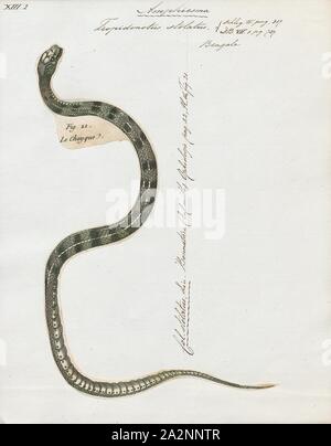 Tropidonotus stolatus, Imprimer, le bar rayé (keelback buff Amphiesma stolatum) est une espèce de serpents colubridae nonvenomous sur l'Asie. C'est la seule espèce du genre Amphiesma. C'est un serpent non agressifs en général qui se nourrit de grenouilles et crapauds. Il appartient à la sous-Natricinae, et est étroitement liée à des serpents d'eau et des couleuvres. Il ressemble à une version asiatique de la couleuvre de l'américain. Il est tout à fait un serpent commun mais est rarement vu, 1700-1880. Banque D'Images