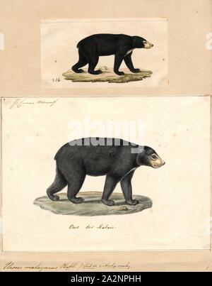 Ursus malayanus, Imprimer, l'ours malais (Helarctos malayanus) est une espèce d'ours qui se produisent dans les habitats de forêts tropicales de l'Asie du Sud. Il est classé Vulnérable sur la Liste rouge de l'UICN. La population mondiale a probablement diminué de plus de 30  % au cours des trois générations d'ours. L'habitat convenable a été considérablement réduite à cause de la déforestation à grande échelle qui s'est produite dans le sud-est de l'Asie au cours des trois dernières décennies, 1700-1880. Banque D'Images