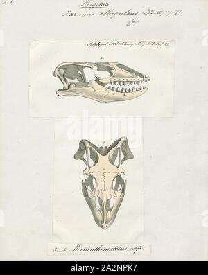 Varanus albigularis, Imprimer, le rock monitor (Varanus albigularis), également appelé communément le moniteur à gorge blanche, est une espèce de varan dans la famille Varanidae. L'espèce est endémique à l'Est, Centrale, et du sud de l'Afrique. C'est la deuxième plus longue lizard trouvés sur le continent, et la plus grande taille ; localement, il s'appelle leguaan ou likkewaan., 1700-1880 Banque D'Images