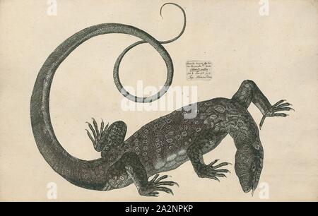 Varanus niloticus, Imprimer, le moniteur du Nil (Varanus niloticus) est un membre de la grande famille du moniteur (Varanidae) trouvés dans une grande partie de l'Afrique, mais est absent de l'ouest, où il est remplacé par Varanus stellatus. Autres noms communs : le petit grain de l'Afrique, de l'eau leguaan lézard ou rivière leguaan (leguan, leguaan et likkewaan varan moyenne de l'Afrique du Sud en anglais, et peuvent être utilisés de manière interchangeable, 1700-1880). Banque D'Images