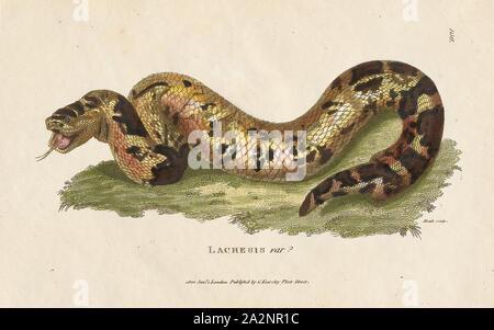 Vipera arietans, Imprimer, l'additionneur de bouffée (Bitis arietans) est une espèce de vipère venimeuse trouvés dans la savane et les prairies du Maroc et de l'ouest de l'Espagne dans toute l'Afrique sauf pour le Sahara et les régions de la forêt tropicale. Il est responsable de la morsure de la plupart des décès en Afrique en raison de divers facteurs, tels que sa vaste distribution, situation fréquente dans les régions très peuplées, et agressif. Deux sous-espèces sont actuellement reconnues, y compris la sous-espèce décrite ici., 1700-1880 Banque D'Images