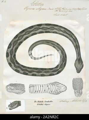 Vipera elegans, Imprimer, le viper de Russell (Daboia russelii) est une espèce de serpent venimeux de la famille des Vipéridés venimeux de vipères du vieux monde. Il est constaté en Asie à travers le sous-continent indien, une grande partie de l'Asie du sud, la Chine et Taiwan. L'espèce est nommée d'après Patrick Russell (1726-1805), un herpétologiste écossais qui décrit pour la première fois un grand nombre de serpents de l'Inde, et le nom du genre vient de l'urdu signifiant 'qui se trouve caché Banque D'Images