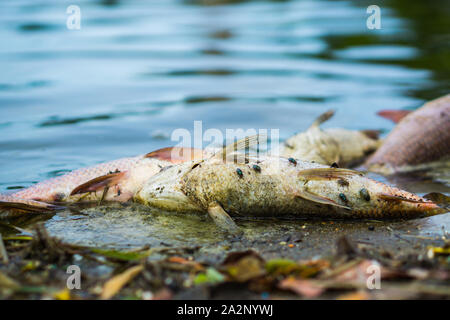 Les mouches sont des poissons morts flottant d'essaimage dans le lac. les poissons étaient morts de la pollution de l'eau.La pollution de l'eau / eaux usées. Banque D'Images