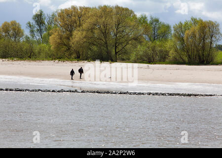 Drochtersen Krautsand, île, Basse-Saxe, Allemagne, Europe Banque D'Images