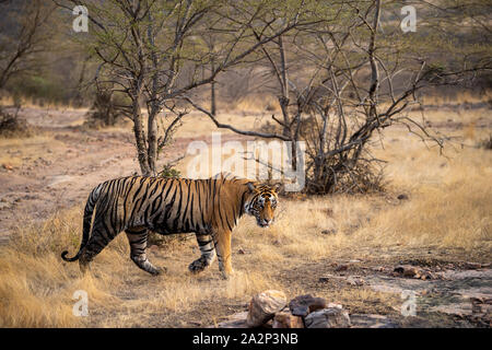 Le parc national de Ranthambore, Rajasthan, Inde - 3 octobre 2019 tigre du Bengale mâle veeru ou T109 sur promenade en soirée. Il est mort aujourd'hui à lutte territoriale Banque D'Images