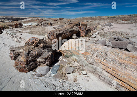 Les grands échantillons de bois pétrifié couché partiellement exposées dans un cycle de lavage. Parc National de la Forêt Pétrifiée, Arizona Banque D'Images