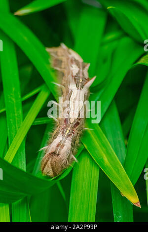 Morpho peleides Caterpillar, sur feuilles vertes Banque D'Images