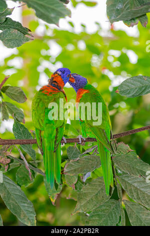 Coconut lorikeet, paire (Trichoglossus haematodus), par le temps de nettoyage sur une tige, avec fond vert de la végétation Banque D'Images