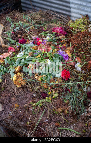 Déchets de jardin sur un tas de compost en août Banque D'Images