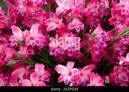 Glaïeul. Glaïeul 'Vulcano' fleurit sur un affichage floral à un flower show. UK. Glaïeul nanus 'Volcano' / Sword lily 'Volcano' Banque D'Images