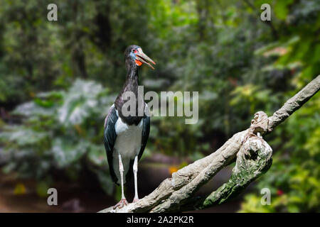 Abdim's stork / white-bellied stork (Ciconia abdimii) originaire d'Afrique de l'Est de l'Ethiopie à l'Afrique du Sud Banque D'Images