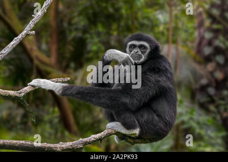 Gibbons / blanc-remis gibbon (Hylobates lar) originaire d'Indonésie, Laos, Malaisie, Myanmar et Thaïlande Banque D'Images