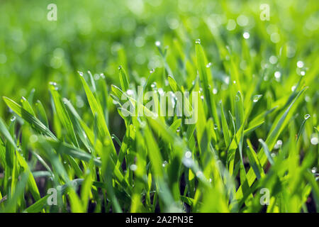 Les jeunes semis de blé poussant dans un sol. Agriculture et agronomie thème. Produire des aliments biologiques sur terrain. Fond naturel. Banque D'Images