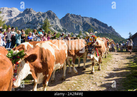 Montagnes de Dachstein : alm alp Walcheralm, vaches décorées pour Almabtrieb transport de bétail, les pâturages alpins de haute montagne, la transhumance dans Schladming-Dachstei Banque D'Images