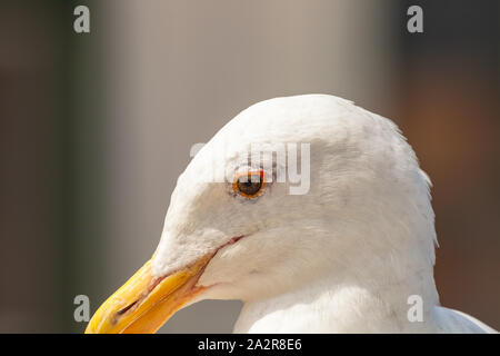 Fermer jusqu'à l'Ouest un chef, gull Larus occidentalis Banque D'Images