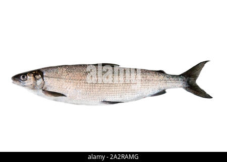 Grand corégone (Coregonus lavaretus) - espèces de poissons très polymorphe. Formulaire à partir de la partie est du golfe de Finlande, mer Baltique. Poisson isolé sur fond blanc Banque D'Images