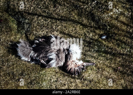 Le petit canard, canards harle birdy perdu. Peut-être que chick est mort à cause de la pollution de l'eau, l'empoisonnement d'animaux Banque D'Images