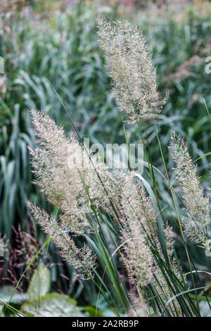 Le Roseau Plume coréen Calamagrostis arundinacea Banque D'Images