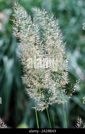 Le Roseau Plume coréen Calamagrostis arundinacea Banque D'Images