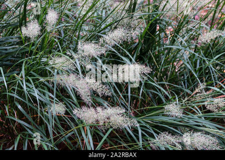 Plume coréenne herbe de roseau Calamagrostis arundinacea herbe ornementale, fleurs, automne, jardin, octobre, plantes Banque D'Images