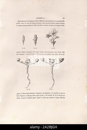 Jerose hygrométrique, Illustration d'une usine d'ouverture, ainsi qu'une rose de Jéricho, du 19ème siècle, fig. 101 à 105, p. 115, 1876, C. Ruprich-Robert, cl. Sauvageot : Flore ornementale : essai sur la composition de l'ornement from : éléments de la nature et principes de leur application. Paris : Dunod, 1876 Banque D'Images