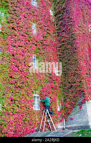 Photo datée du 2 octobre, indique David Brown jardinier tailler le plus grand mur de lierre de Boston au Royaume-Uni au St John's College de Cambridge, le mercredi après-midi. Le jardinier a été au maximum de la belle saison pour couper le lierre de Boston retour à l'Université de Cambridge un collège aujourd'hui (mercredi) qu'elle commence à tourner des nuances de rouge. Le magnifique lierre sur les murs de St John's College a déjà commencé à changer du vert au rouge écarlate que l'Angleterre bénéficie d'une journée ensoleillée aujourd'hui, à la suite des pluies torrentielles et des inondations hier soir. Le feuillage d'automne, qui attire beaucoup d'observateur admiratif Banque D'Images