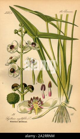 Sagittaire Sagittaria sagittifolia commun, L. - Commun ou arrowhead arrowhead, Famille : 18. Frogshead Alismaceae, famille, signé : WM, la plaque 36, après p. 84 (Vol. 1), Müller, W., 1886, Otto Wilhelm Thomé : Le professeur Thomé's Flora von Deutschland, Österreich und der Schweiz in Wort und Bild. Gera-Untermhaus : Verlag von Fr. Eugen Köhler, [1886 Banque D'Images