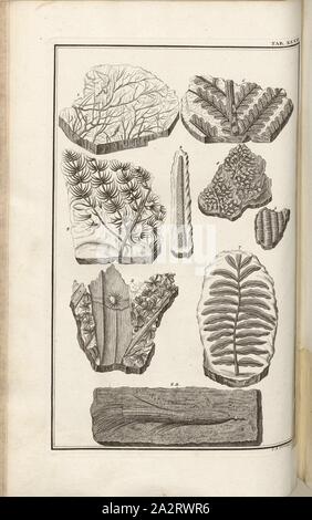 Versteinerungen (1), signé : J. A. Corvinus, sculptures sur la gravure sur cuivre, plaque XLVI (vol. 1), Füssli, Johann Melchior ; Corvinus, Johann (août), 1731. sculptures, Johann Jakob Scheuchzer : Kupfer-Bibel (...). Augspurg und Ulm : gedruckt bey Christian Ulrich Wagner, 1731-1735 Banque D'Images