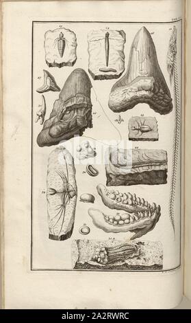 Versteinerungen (5), signé : J. A. Corvinus, sculptures sur plaque de cuivre, LIII (Vol. 1), Füssli, Johann Melchior ; Corvinus, Johann (août), 1731. sculptures, Johann Jakob Scheuchzer : Kupfer-Bibel (...). Augspurg und Ulm : gedruckt bey Christian Ulrich Wagner, 1731-1735 Banque D'Images