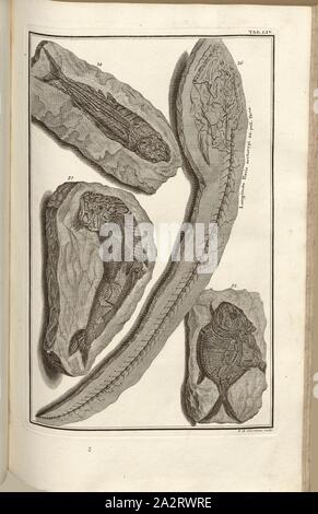 Versteinerungen (6), signé : J. A. sculptures Corvinus, gravure sur cuivre, plaque LIV (Bd. 1), Füssli, Johann Melchior ; Corvinus, Johann (août), 1731. sculptures, Johann Jakob Scheuchzer : Kupfer-Bibel (...). Augspurg und Ulm : gedruckt bey Christian Ulrich Wagner, 1731-1735 Banque D'Images