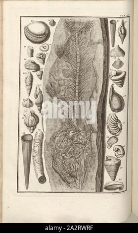 Versteinerungen (7), signé : J. A. sculptures Corvinus, gravure sur cuivre, plaque LV (Bd. 1), Füssli, Johann Melchior ; Corvinus, Johann (août), 1731. sculptures, Johann Jakob Scheuchzer : Kupfer-Bibel (...). Augspurg und Ulm : gedruckt bey Christian Ulrich Wagner, 1731-1735 Banque D'Images