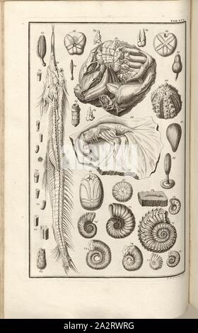 Versteinerungen (8), signé : J. A. sculptures Corvinus, gravure sur cuivre, plaque LVI (Vol. 1), Füssli, Johann Melchior ; Corvinus, Johann (août), 1731. sculptures, Johann Jakob Scheuchzer : Kupfer-Bibel (...). Augspurg und Ulm : gedruckt bey Christian Ulrich Wagner, 1731-1735 Banque D'Images