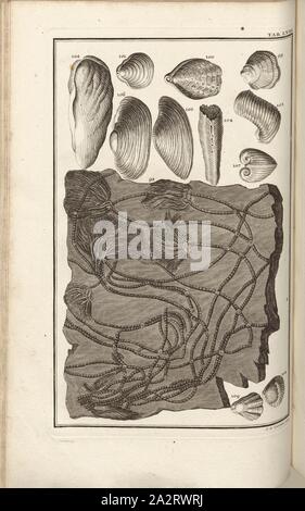 Versteinerungen (10), signé : J. A. Corvinus, sculptures sur la gravure sur cuivre, plaque LVIII (vol. 1), Füssli, Johann Melchior ; Corvinus, Johann (août), 1731. sculptures, Johann Jakob Scheuchzer : Kupfer-Bibel (...). Augspurg und Ulm : gedruckt bey Christian Ulrich Wagner, 1731-1735 Banque D'Images