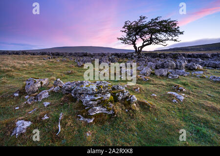 Lapiez attrape le premier jour à Twisleton fin cicatrice, Ingleton, Yorkshire Dales, avec un seul arbre d'aubépine briser l'horizon. Banque D'Images