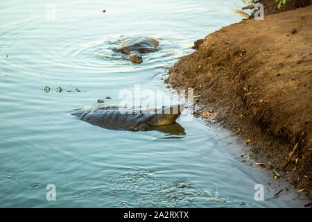 African molle (Trionyx triunguis) צב רך מצוי Banque D'Images