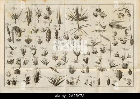 Herbes 1, Fig. 1-51 : les marques distinctives de l'essentiel de l'Linneian genres herbe présentés au sens figuré, et décrits selon la Methodum graminum calycina, pl. 87, p. 853, 1785, Carl von Linné : Des Ritters Carl von Linné [...] vollständiges vierzehnten Pflanzensystem : nach der lateinischen Ausgabe und nach Anleitung des holländischen Houttuynischen Werks übersetzt und mit einer Erklärung ausführlichen ausgefertiget. Nebst einem vollständigen und sieben Kupfertafeln s'inscrire. Theil 12. Nürnberg : bey Gabriel Nicolaus Raspe. 1785 Banque D'Images