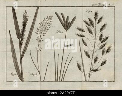 5 Graminées, fig. 1 : l'Aira arundinacea du Japon, fig. 2 : Poa amalbilis à partir de Java, fig. 3 : Cynosurus indicus du Japon, fig. 4 : Bromus arvensis du Japon, la plaque 91, p . 857, 1785, Carl von Linné : Des Ritters Carl von Linné [...] vollständiges vierzehnten Pflanzensystem : nach der lateinischen Ausgabe und nach Anleitung des holländischen Houttuynischen Werks übersetzt und mit einer Erklärung ausführlichen ausgefertiget. Nebst einem vollständigen und sieben Kupfertafeln s'inscrire. Theil 12. Nürnberg : bey Gabriel Nicolaus Raspe. 1785 Banque D'Images